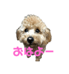 ちゃーだよ（個別スタンプ：1）