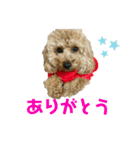 ちゃーだよ（個別スタンプ：3）