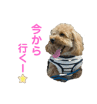 ちゃーだよ（個別スタンプ：5）