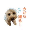 ちゃーだよ（個別スタンプ：6）