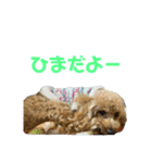 ちゃーだよ（個別スタンプ：10）