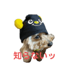 ちゃーだよ（個別スタンプ：12）