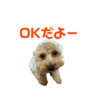 ちゃーだよ（個別スタンプ：15）