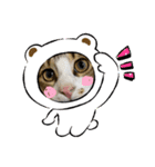 猫のスタンプ2021（個別スタンプ：2）