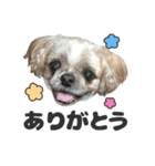 森川さんちのミッキーちゃん（個別スタンプ：1）