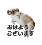 森川さんちのミッキーちゃん（個別スタンプ：3）