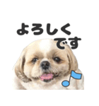 森川さんちのミッキーちゃん（個別スタンプ：6）