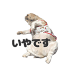 森川さんちのミッキーちゃん（個別スタンプ：9）
