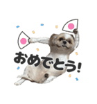 森川さんちのミッキーちゃん（個別スタンプ：12）