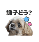 森川さんちのミッキーちゃん（個別スタンプ：18）