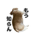 森川さんちのミッキーちゃん（個別スタンプ：20）