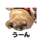 森川さんちのミッキーちゃん（個別スタンプ：24）