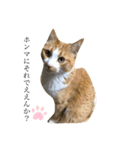 ゆるカワ猫スタンプ第3弾（個別スタンプ：1）