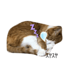 ゆるカワ猫スタンプ第3弾（個別スタンプ：2）