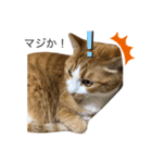 ゆるカワ猫スタンプ第3弾（個別スタンプ：4）