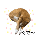ゆるカワ猫スタンプ第3弾（個別スタンプ：6）