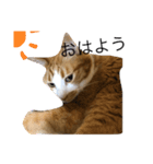 ゆるカワ猫スタンプ第3弾（個別スタンプ：7）