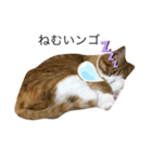 ゆるカワ猫スタンプ第3弾（個別スタンプ：8）