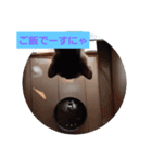 ネコ  スタンプ（個別スタンプ：1）