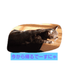 ネコ  スタンプ（個別スタンプ：10）