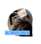 ネコ  スタンプ（個別スタンプ：11）
