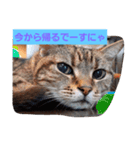 ネコ  スタンプ（個別スタンプ：13）