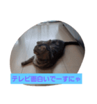 ネコ  スタンプ（個別スタンプ：16）