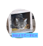 ネコ  スタンプ（個別スタンプ：22）