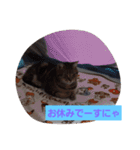 ネコ  スタンプ（個別スタンプ：23）