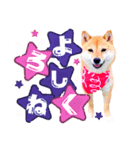はるこま〜はると＆こまめ〜（個別スタンプ：2）