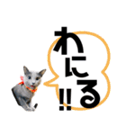 長野弁のロシアンブルー！（個別スタンプ：38）
