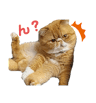 だいとと（個別スタンプ：6）
