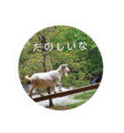 ピクニカスタンプ（個別スタンプ：7）