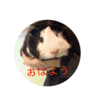 ピクニカスタンプ（個別スタンプ：8）
