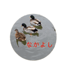 ピクニカスタンプ（個別スタンプ：10）