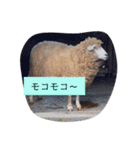 ピクニカスタンプ（個別スタンプ：13）
