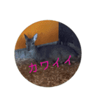ピクニカスタンプ（個別スタンプ：19）
