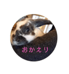 ピクニカスタンプ（個別スタンプ：24）