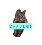 ピクニカスタンプ（個別スタンプ：28）
