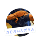 ピクニカスタンプ（個別スタンプ：29）