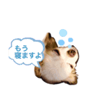 れぽば弐（個別スタンプ：6）