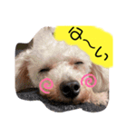 我が家のふうちゃんスタンプ（個別スタンプ：23）