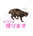 かぎさんと紫苑 8（個別スタンプ：4）