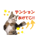 かぎさんと紫苑 8（個別スタンプ：5）