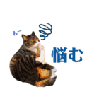 かぎさんと紫苑 8（個別スタンプ：6）