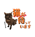 かぎさんと紫苑 8（個別スタンプ：20）