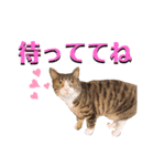 かぎさんと紫苑 8（個別スタンプ：24）