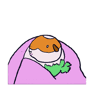 ゆるモルモット（個別スタンプ：7）