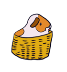 ゆるモルモット（個別スタンプ：35）