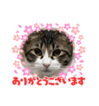 ニャンコの返事4（個別スタンプ：1）